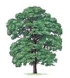 Bergahorn