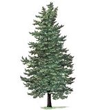 weisstanne